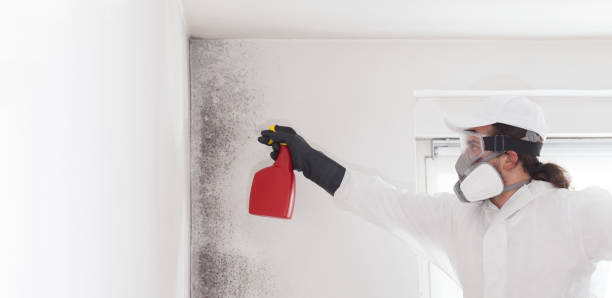 Best Mold Damage Repair  in Fort Llins, CO