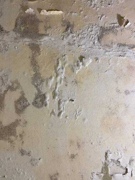 Best Toxic Mold Removal  in Fort Llins, CO