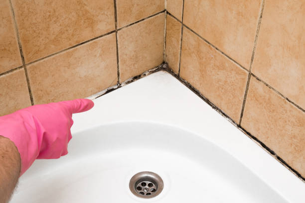 Best Black Mold Removal  in Fort Llins, CO